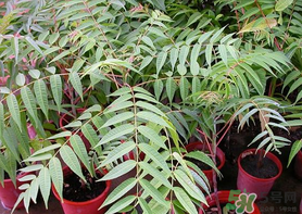 高血壓能吃香椿嗎？高血壓病不能吃香椿嗎？