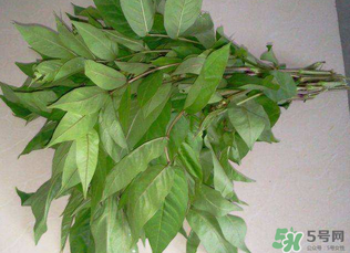 白花菜有什么功效？白花菜的功效是什么？