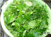 白花菜有什么功效？白花菜的功效是什么？