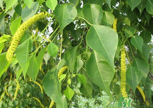 構(gòu)樹穗的營養(yǎng)價(jià)值 構(gòu)樹穗有什么營養(yǎng)價(jià)值？