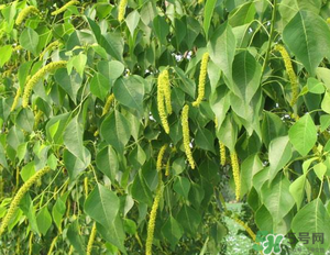 構(gòu)樹穗的營養(yǎng)價(jià)值 構(gòu)樹穗有什么營養(yǎng)價(jià)值？