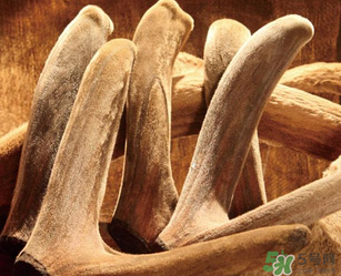 鹿茸不能和什么一起吃？鹿茸不能與什么同食？