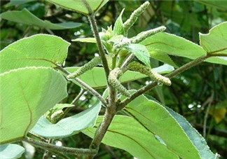 構(gòu)樹穗的營養(yǎng)價值 構(gòu)樹穗有什么營養(yǎng)價值？