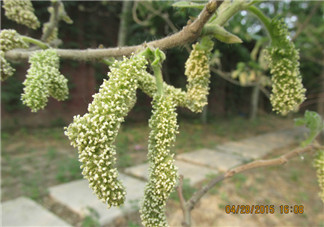 構(gòu)樹穗有什么作用？構(gòu)樹穗的作用
