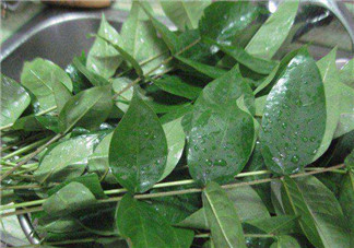 白花菜有什么功效？白花菜的功效是什么？