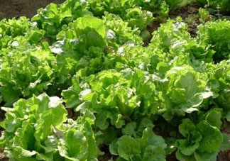 谷雨種什么菜？谷雨前后種什么蔬菜？