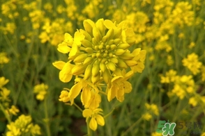 四月份去哪里旅游比較好？四月份最適合旅游的地方