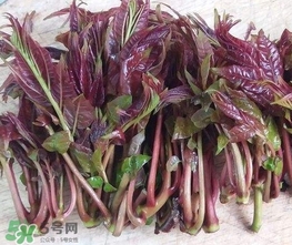 香椿芽怎么吃？新鮮香椿芽怎么吃