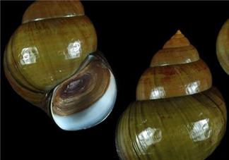 田螺可以凈化水質(zhì)嗎？田螺能凈化水質(zhì)嗎？