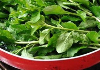 枸杞頭是什么樣子？枸杞頭是什么菜