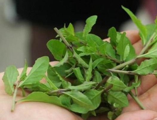 枸杞頭是什么樣子？枸杞頭是什么菜