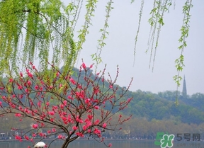 四月份去哪里旅游比較好？四月份最適合旅游的地方