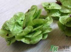 榆錢(qián)怎么蒸好吃?榆錢(qián)怎么蒸不粘?