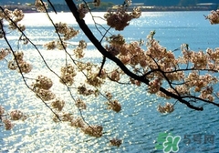 四月份去哪里旅游比較好？四月份最適合旅游的地方