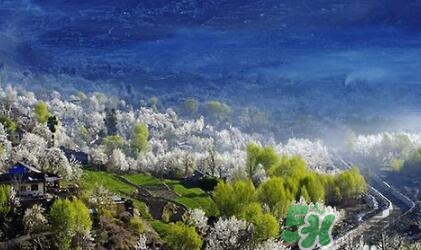 四月份去哪里旅游比較好？四月份最適合旅游的地方