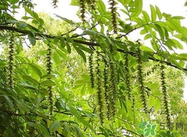 榆錢是榆樹的什么？榆錢是花還是果實(shí)
