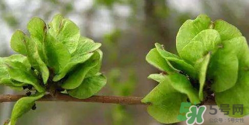 榆錢是榆樹的什么？榆錢是花還是果實(shí)