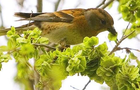 榆錢是酸性還是堿性？榆錢是什么味道