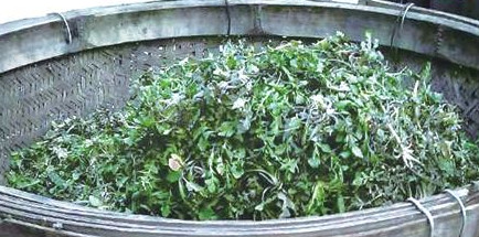 榆錢怎么存放？榆錢的保存方法