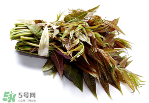 香椿可以助孕嗎？香椿有助孕的功效嗎？