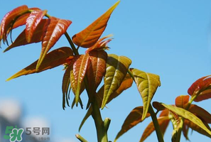 香椿可以助孕嗎？香椿有助孕的功效嗎？