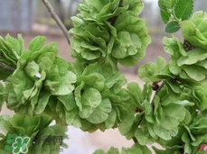 榆錢可以曬干嗎?榆錢曬干能吃嗎? 榆錢可以曬干嗎?榆錢曬干能吃嗎?