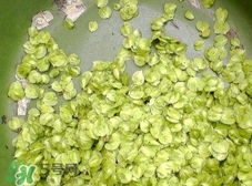 榆錢可以曬干嗎?榆錢曬干能吃嗎? 榆錢可以曬干嗎?榆錢曬干能吃嗎?