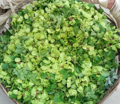 榆錢能炒雞蛋嗎？榆錢炒雞蛋怎么做