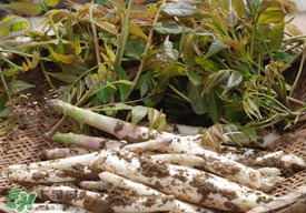 香椿和筍子能一起吃嗎？香椿可以和筍一起吃嗎？