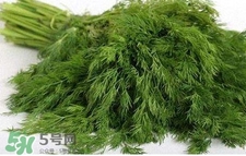 茴香苗有什么好處？茴香苗的功效與作用