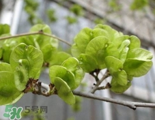 榆錢可以炒著吃嗎?榆錢怎么炒好吃? 榆錢可以炒著吃嗎?榆錢怎么炒好吃?