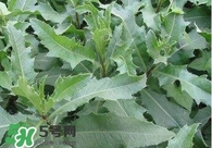 刺兒菜吃了有什么用？刺兒菜有什么功效