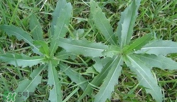 刺菜煮水喝有什么作用？刺菜泡水喝有什么好處