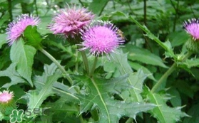 高血壓能吃刺兒菜嗎？刺兒菜能降血壓嗎