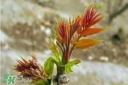 香椿子泡水喝怎么樣？香椿泡水喝的功效