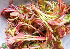 香椿子泡水喝怎么樣？香椿泡水喝的功效