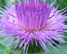 刺兒菜怎么保存?刺兒菜的保存方法 刺兒菜怎么保存?刺兒菜的保存方法