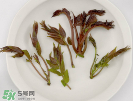 香椿能泡茶嗎？香椿茶的功效與作用