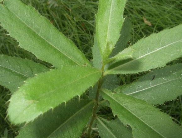 刺兒菜怎么吃不扎嘴？刺兒菜的做法