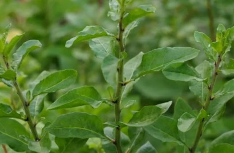 枸杞葉孕婦能吃嗎？枸杞葉孕婦可以吃嗎