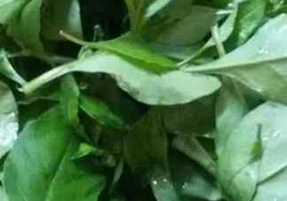 枸杞葉孕婦能吃嗎？枸杞葉孕婦可以吃嗎