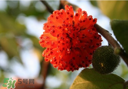 蒸構(gòu)樹花兒的功效 蒸構(gòu)樹花兒有什么功效？