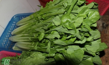 枸杞葉能生吃嗎？枸杞葉可以生吃嗎