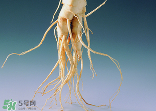 孕婦能吃人參嗎？孕婦可以吃人參嗎？