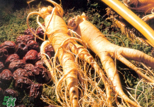 孕婦能吃人參嗎？孕婦可以吃人參嗎？