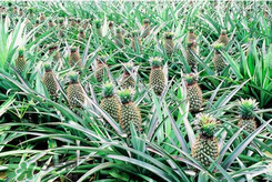 孕婦為什么不能吃菠蘿？孕婦不能吃菠蘿的原因