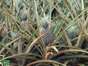 孕婦為什么不能吃菠蘿？孕婦不能吃菠蘿的原因