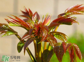 香椿會致癌嗎？香椿吃多了會致癌嗎？ 