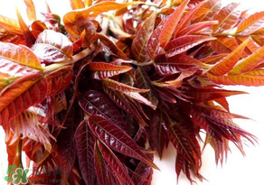 香椿會致癌嗎？香椿吃多了會致癌嗎？ 