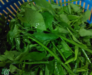 樹仔菜有毒嗎？樹仔菜有沒有毒？